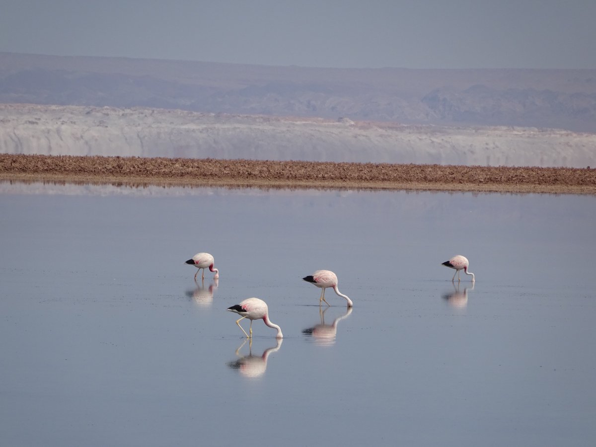 Flamingos standing in water