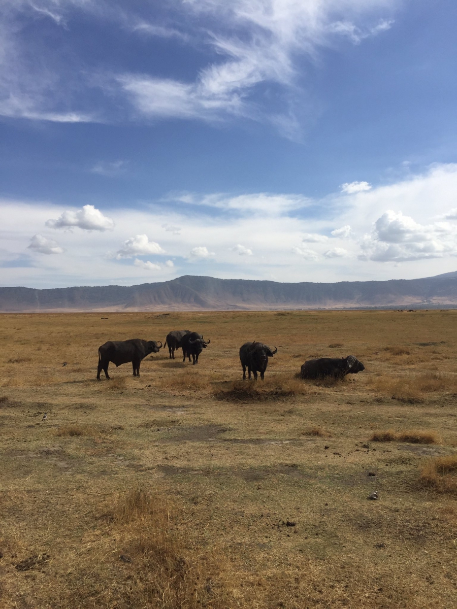 Wildebeest in a crater