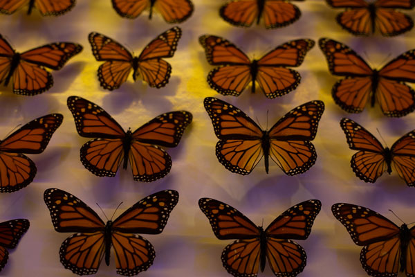 Butterfly specimens