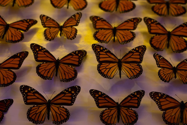 Photo by Karissa Chandrakate @pangea1010 Butterfly specimens