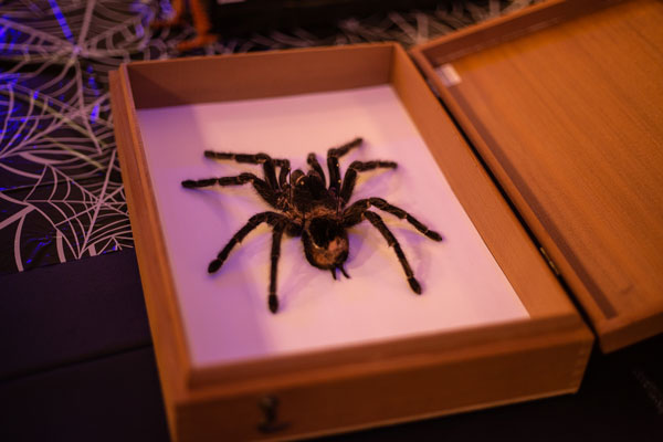 A mounted spider specimen