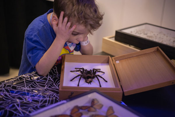 A child at the Hospital for sick Children examines a spider specimen