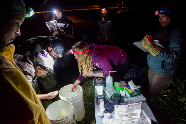 Viviana and the other members of the Ontario BioBlitz fish team survey well into the night - capturing and identifying species by the glow of headlamps and flashlights. Photo by Felipe Villegas Viviana and the other members of the Ontario BioBlitz fish team survey well into the night - capturing and identifying species by the glow of headlamps and flashlights. Photo by Felipe Villegas