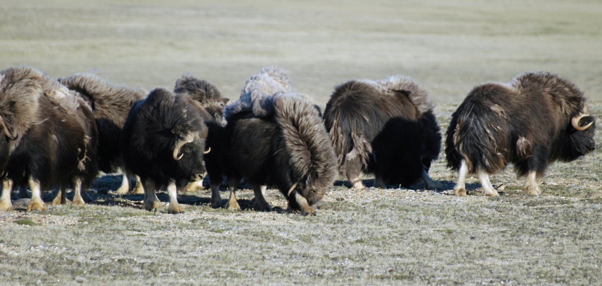 Muskox, Banks Island, Northwest Territories, July 2011