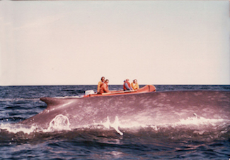 A small MICS research vessel approaches a blue whale in the 1980s. Photo by MICS