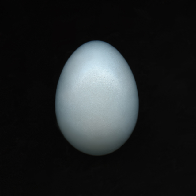 An egg from an American Robin. Photo by Deborah Samuel