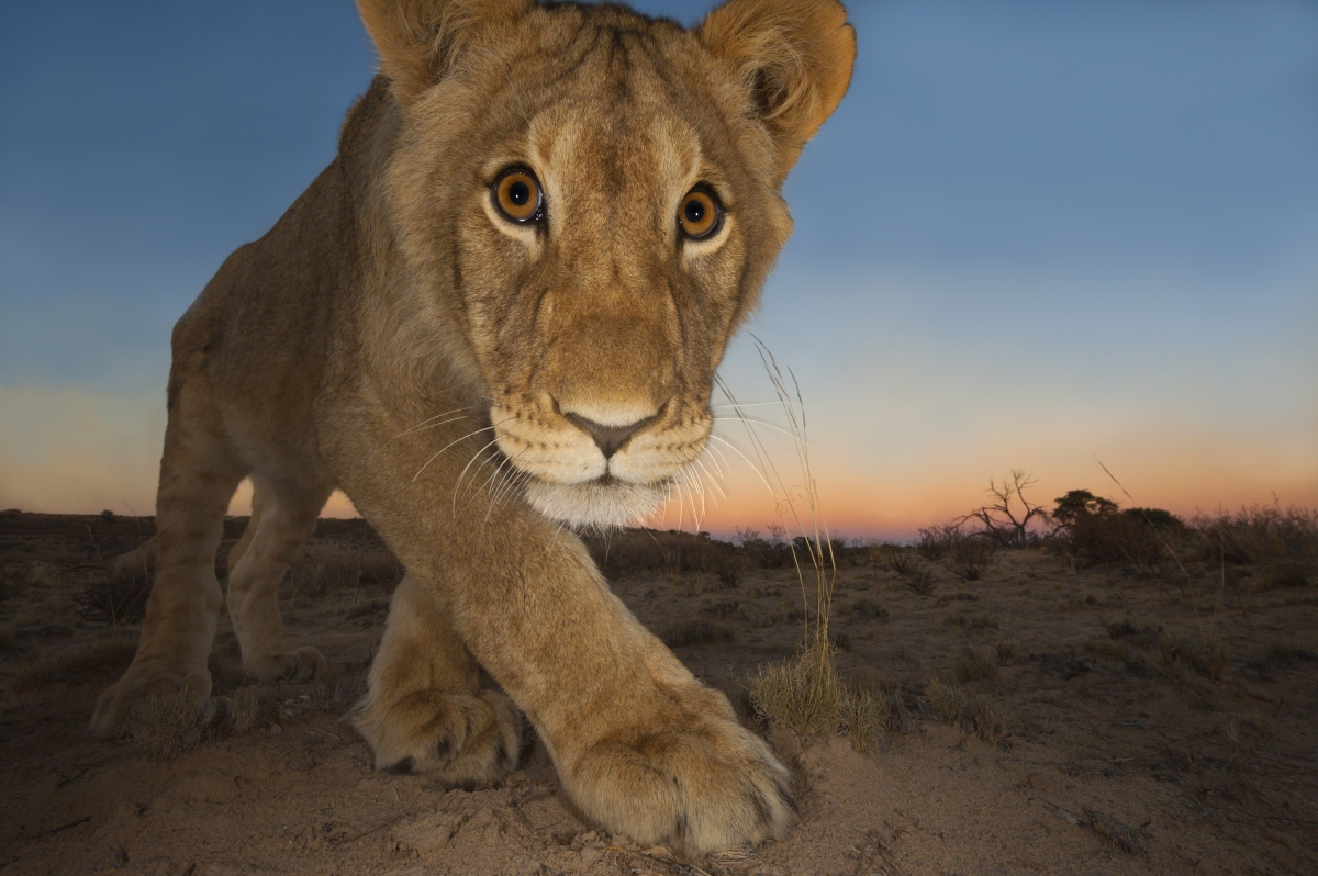 © Hannes Lochner (Afrique du Sud), Curieux félin