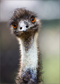 Rex Boggs/Flickr, CC BY-ND Bird