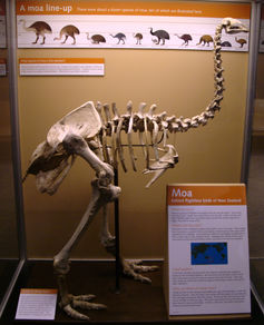 drtel/Flickr, CC BY-NC-ND Moa skeleton