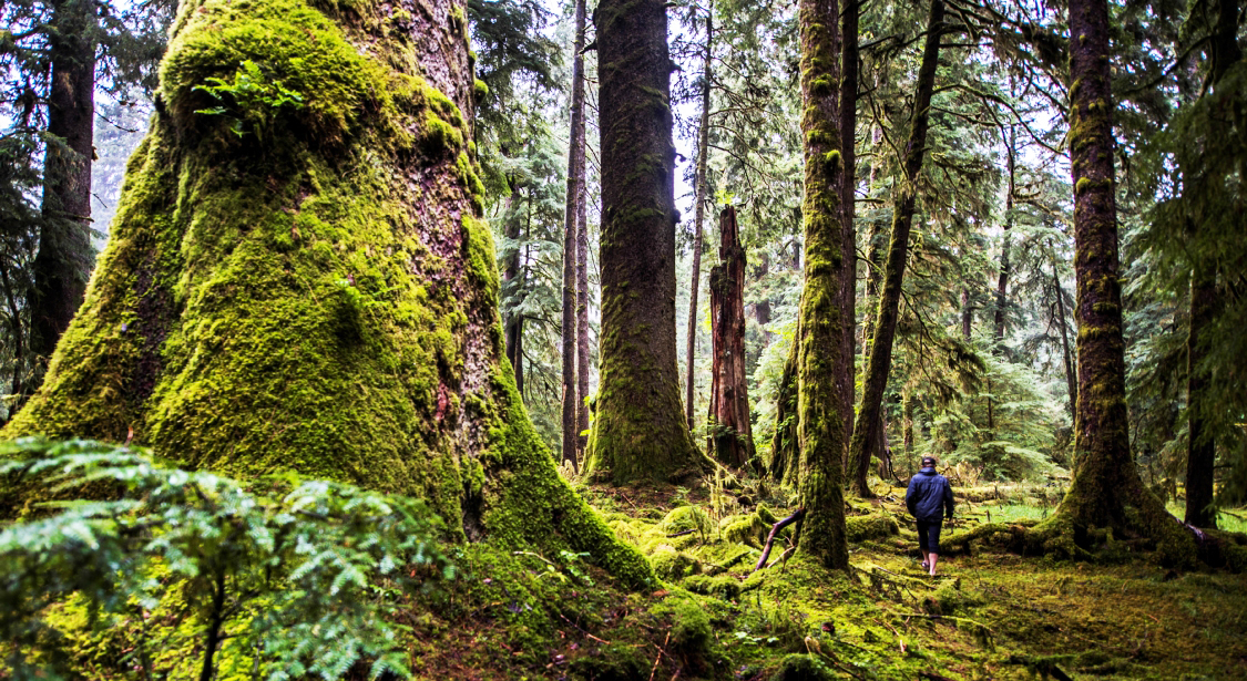 A Forest, Haida Gwaii. © Ian Holmes, Destination BC, 2015.