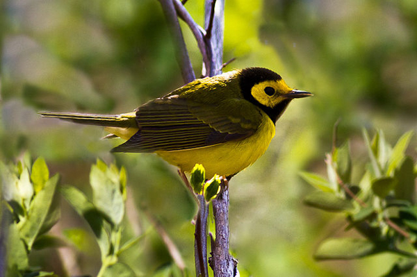 A closeup photo of a male hooded warbler, a mall yellow and black bird species that is At Risk in Ontario