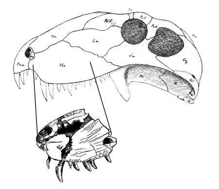 Illustration of the skull