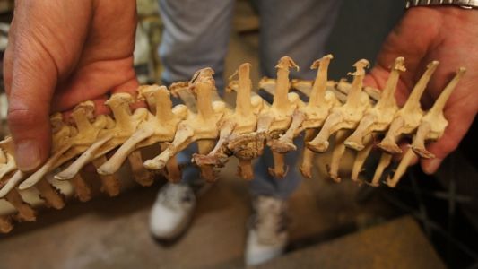 Holding a series of nearly-clean Komodo Dragon vertebrae after over 4 months in the Bug Room