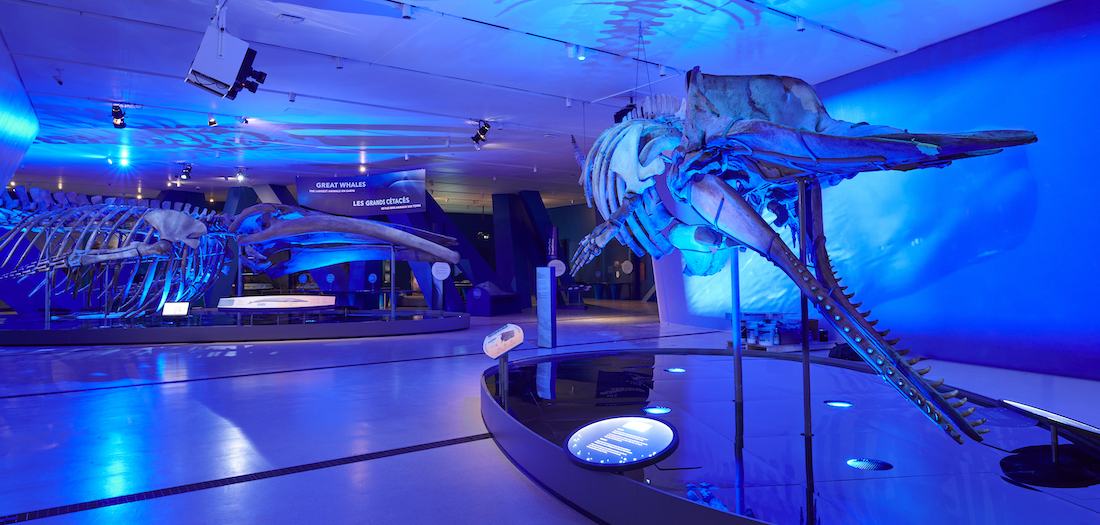 Image of Great Whales exhibition.