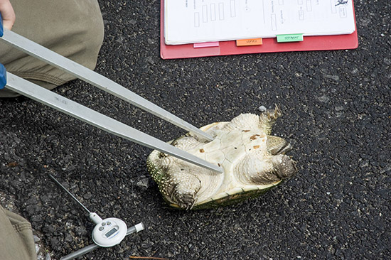  measuring the small plastron