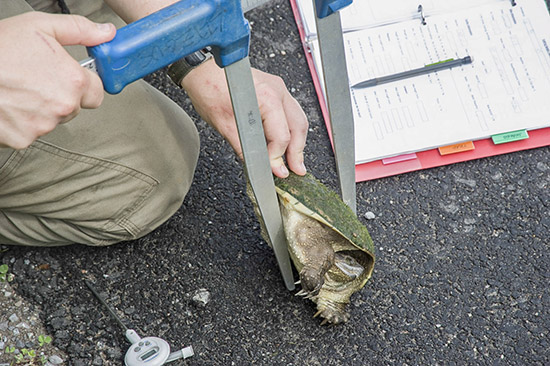 The depth of the turtle is measured. Measuring the depth of the turtle