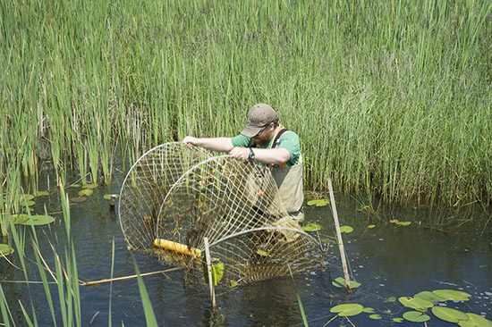 The nets in the swamp are checked every day and moved to new locations every four days looking for the different routes of the turtles and frogs. Lifting a net in the swamp