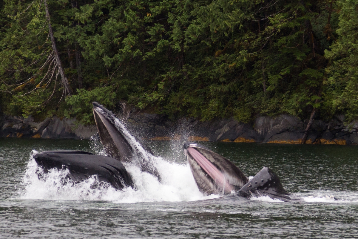The snouts of two feeding humpback whales breach the surface of the sea, with a heavily wooded shoreline in the background