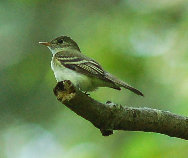 A closeup photo of an acadian flycatcher, an endangered Ontario bird species