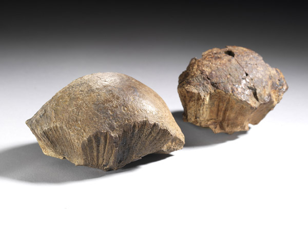 The 2008 holotype specimen in the foreground with the ROM’s older discovery to the right.  © ROM