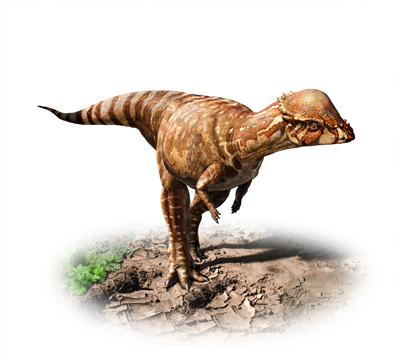 Life reconstruction of the new pachycephalosaurid dinosaur Acrotholus audeti.