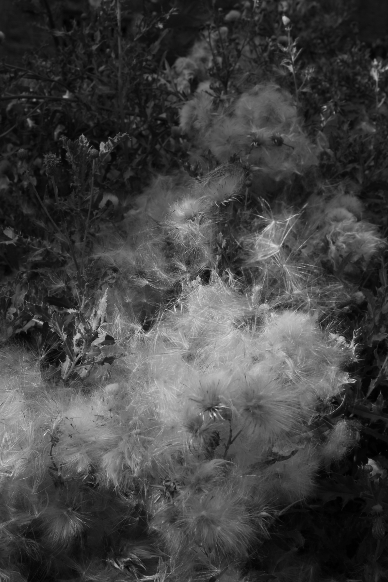 Grass and dandelion at the Neighbourhood Nature Watch at the ROM