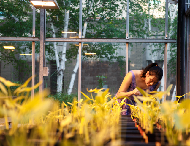 Allison Kwok, a Phd candidate and colleague of Samantha Stephens during her graduate research, tends to specimens of the lab’s study species, arrowhead (Sagittaria latifolia). Photo by Samantha Stephens