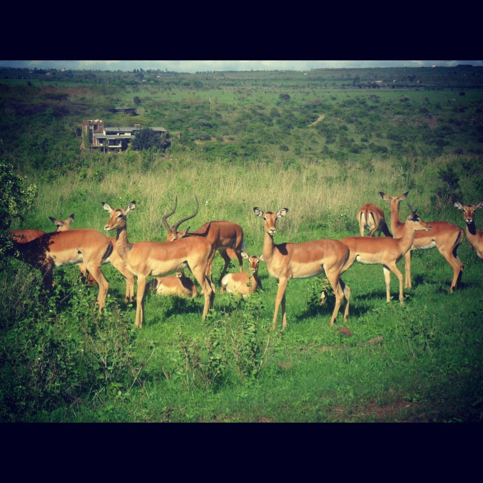 A small group of antelope are gathered on a grassy plain