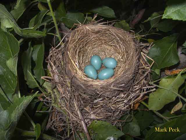 American robin nest in Halton, Ontario. Photo by Mark Peck
