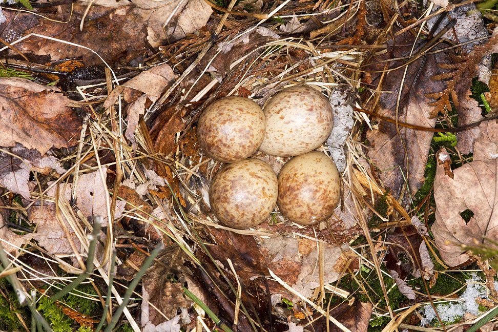 Four motled brown and white eggs in a nest on the ground