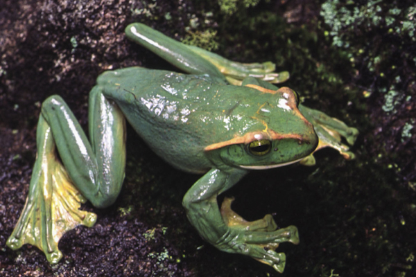A Polypedates feae - the largest tree frog in Vietnam