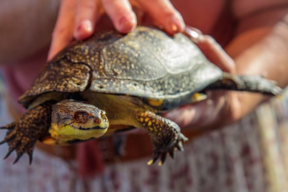 A Blanding's turtle named Andrea, held by OTCC staff. She is an animal ambassador for OTCC's education programs.