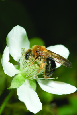 black and yellow bee on a white flower