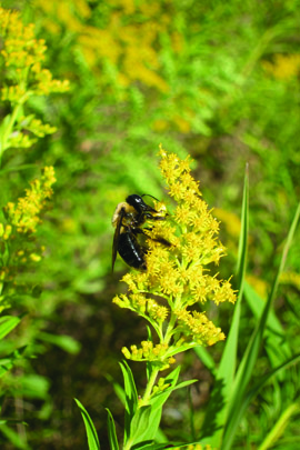 black and yellow bee resting on yellow flowers