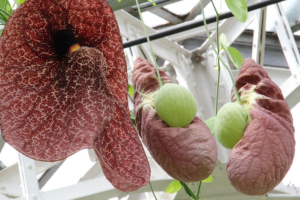 Maroon flowers of Aristolochia gigantea (Brazilian Dutchman's pipe)