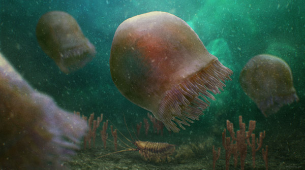 Artistic reconstruction of Burgessomedusa by Christian McCall.  © Christian McCall 
