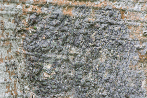 Trypethelium virens growing on a beech tree. Photo by Austin Miller