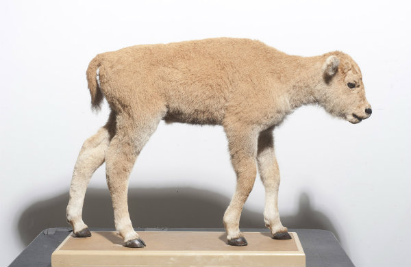 Baby Bison at the Royal Ontario Museum