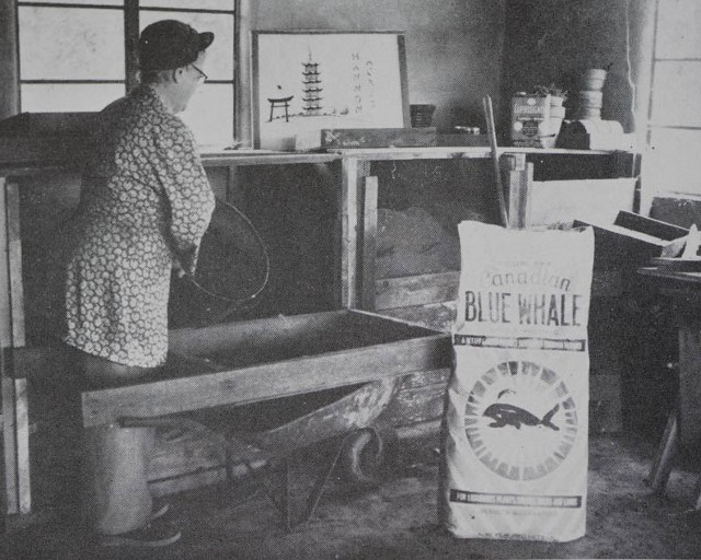 An archival photo of a woman with a bag of Canadian Blue Whale Brand Fertilizer. Image credit - Matt Mattus