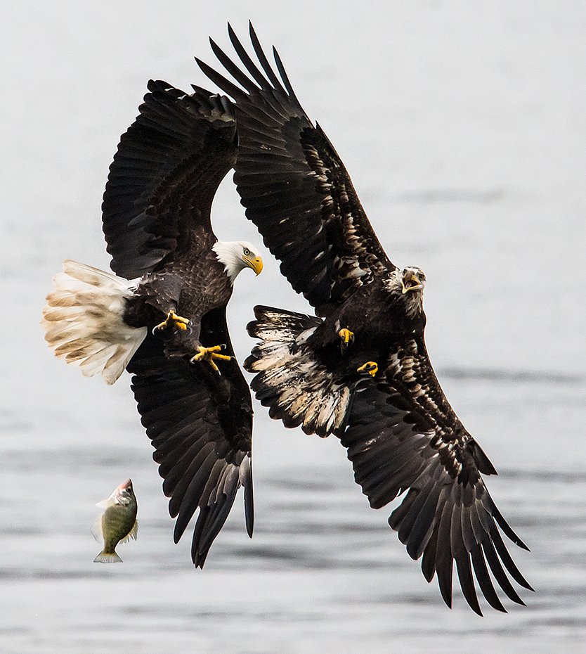 Bald eagles fight for fish. 