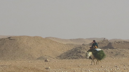 A person rides a donkey across a desert landscape.