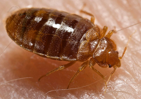 Bed bug feeding on human