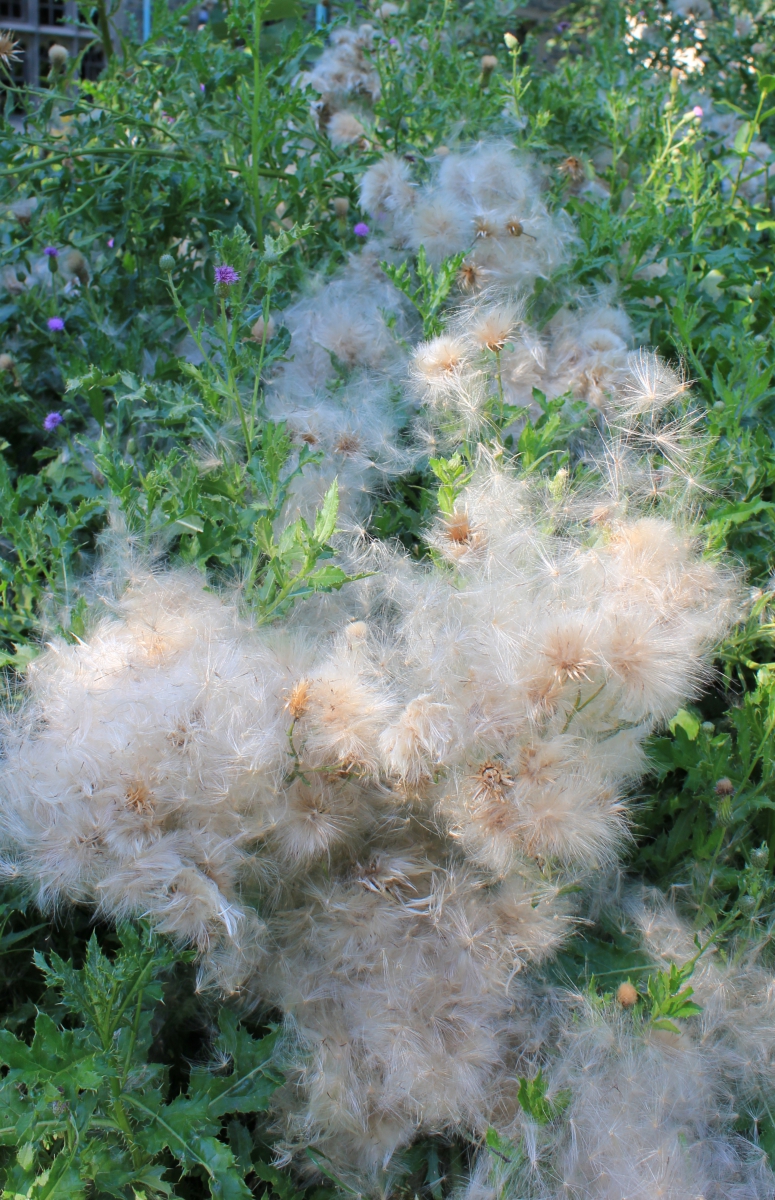 Grass and dandelion at the Neighbourhood Nature Watch at the ROM 