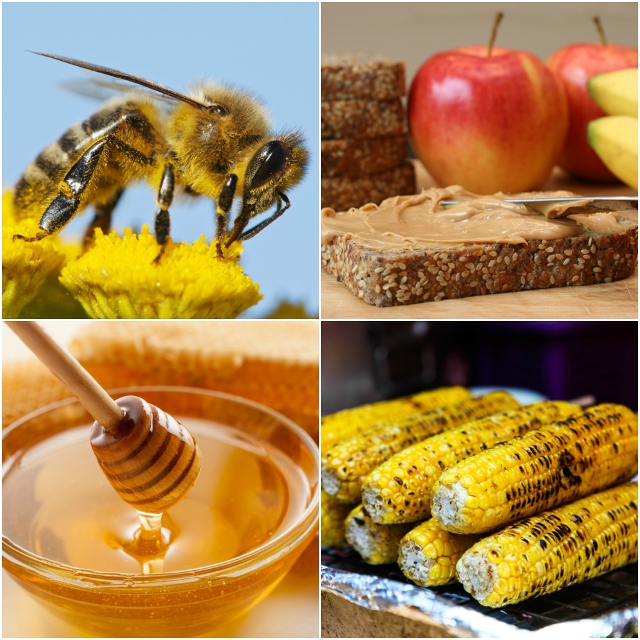 A collage relating to the agricultural elements of Rouge National Urban Park. Photos by Shutterstock