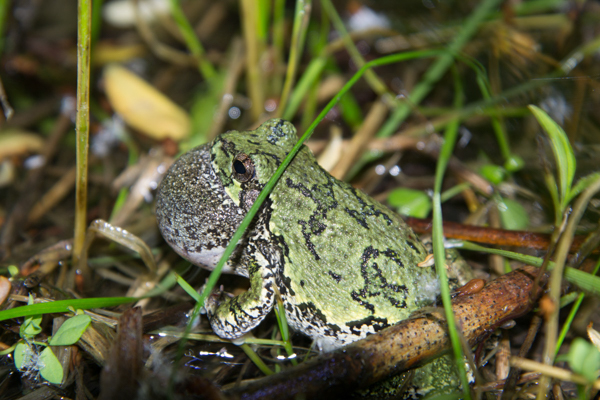 Gray treefrog (Hyla versicolor) on the side of a pond during the 2015 Ontario Bioblitz. Photo by Sean de Francia