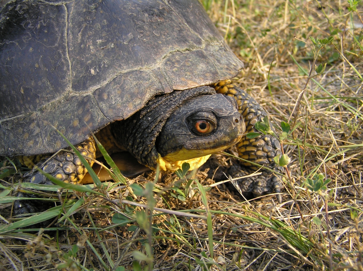 Photo of a Blanding's turtle
