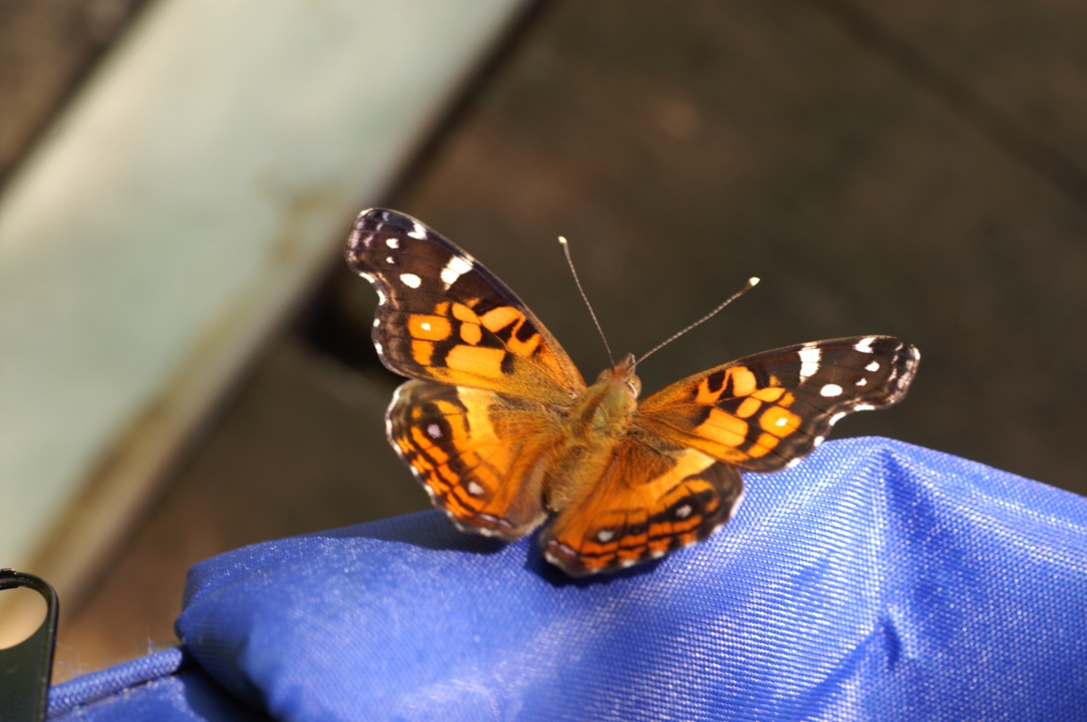 American Lady butterfly