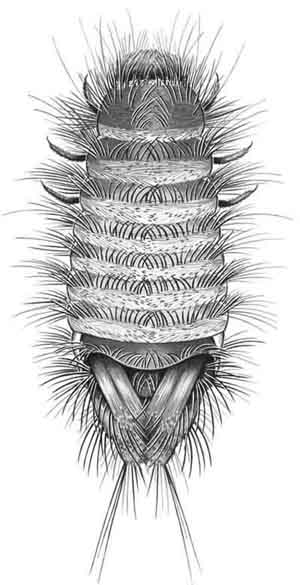 carpet_beetle_b_varied_larva.small.jpg