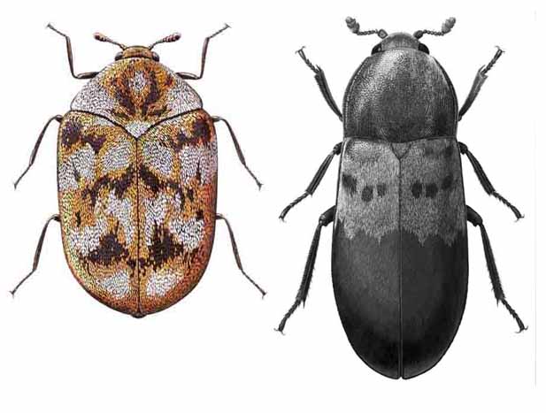 carpet_beetles.combined.jpg