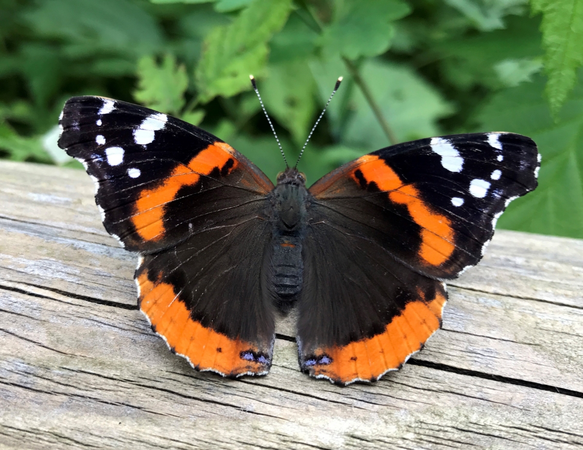 Red Admiral butterfly